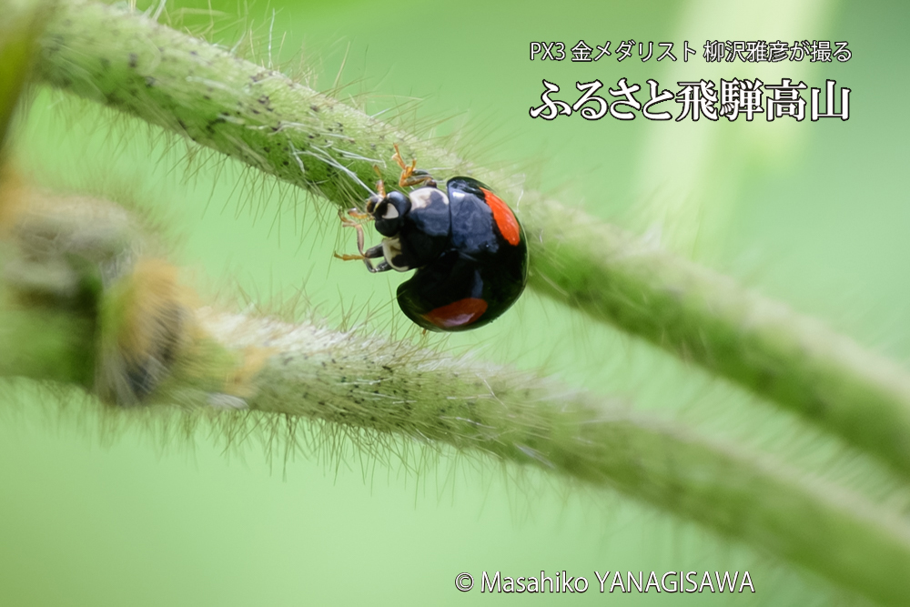 飛騨高山に棲むテントウムシの写真です。
