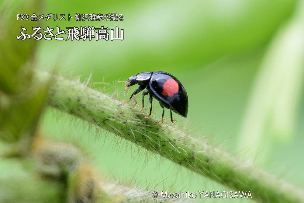 飛騨高山に棲むテントウムシの写真です。