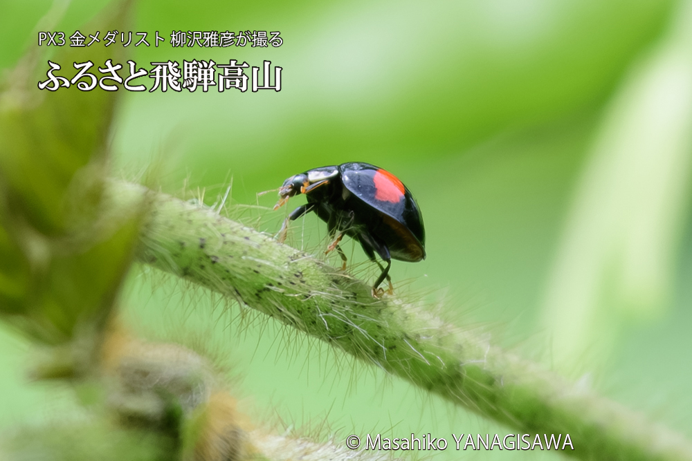 飛騨高山に棲むテントウムシの写真です。