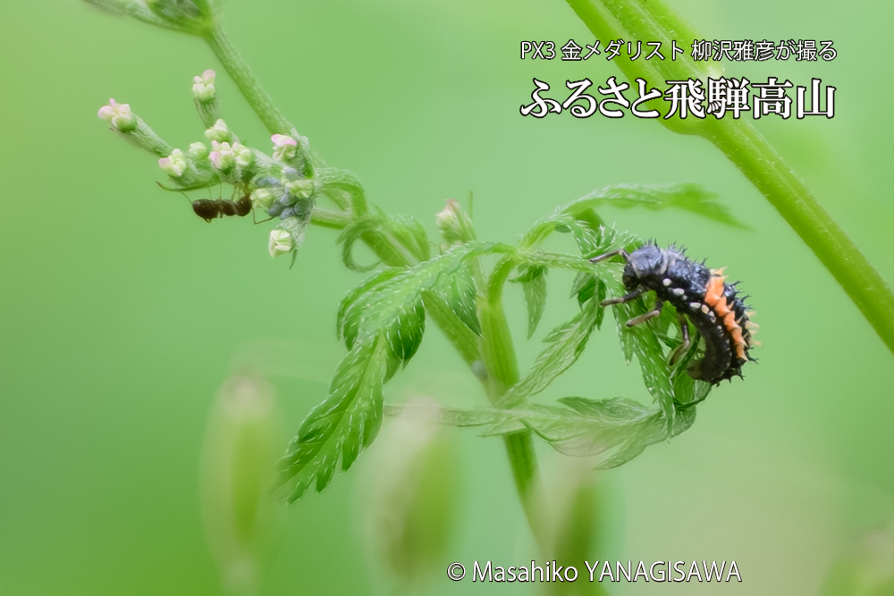 飛騨高山に棲むテントウムシの写真です。