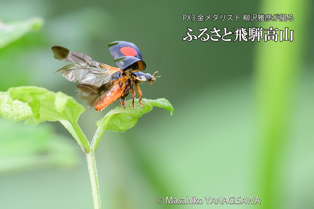 飛騨高山に棲むテントウムシの写真です。
