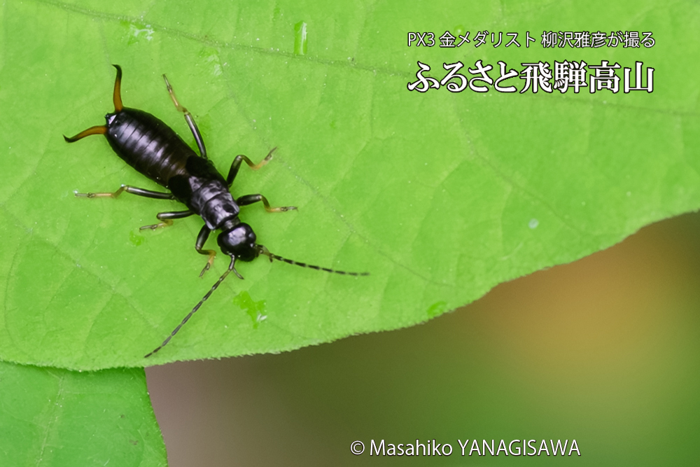 飛騨高山に棲むハサミムシの写真です。
