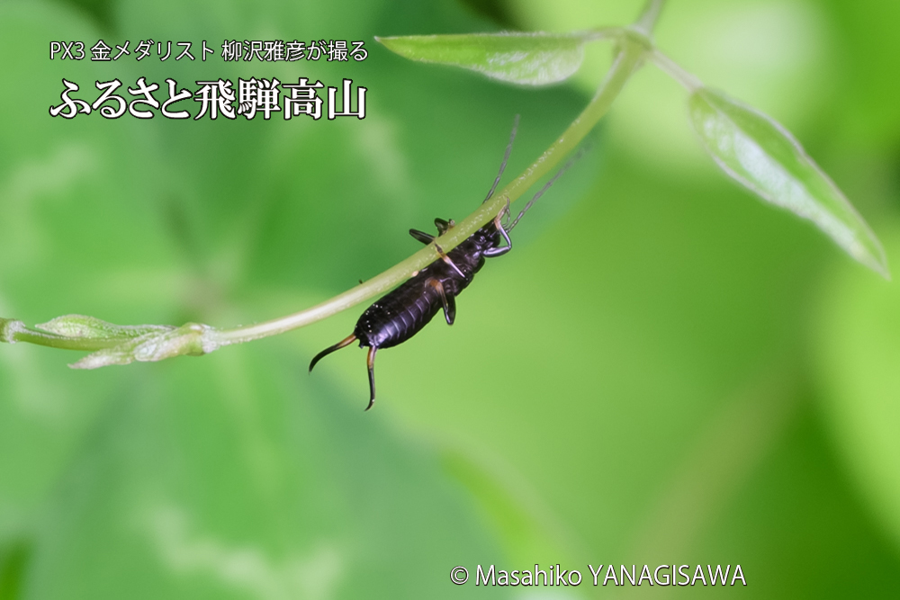 飛騨高山に棲むハサミムシの写真です。