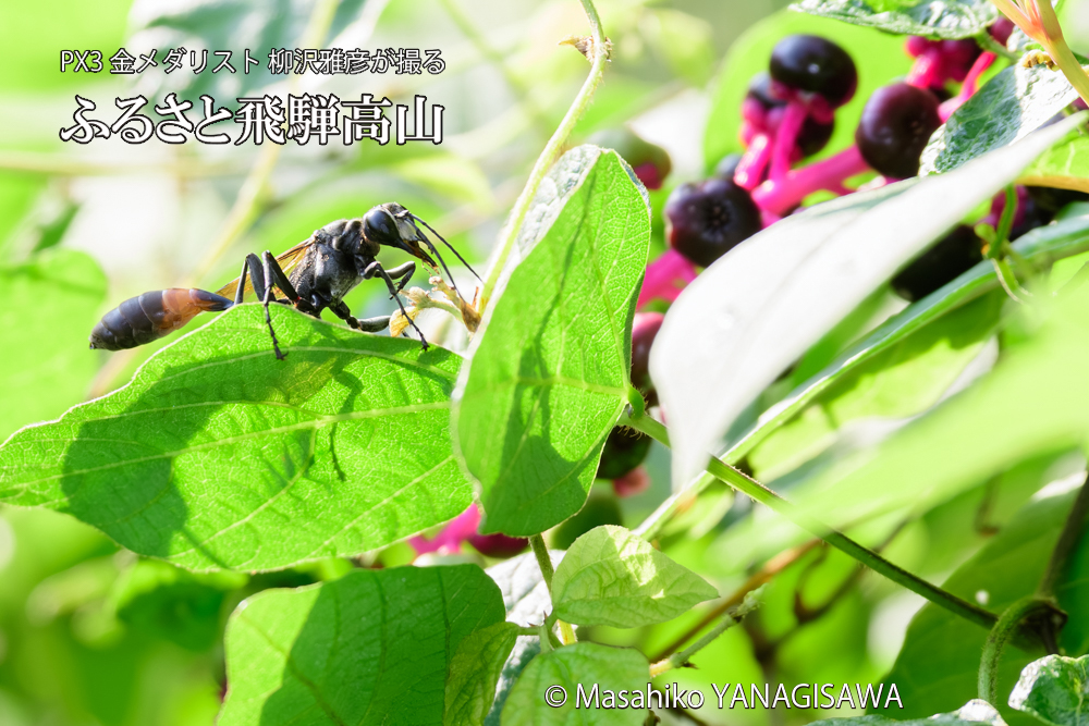 飛騨高山に棲むジガバチの写真です。
