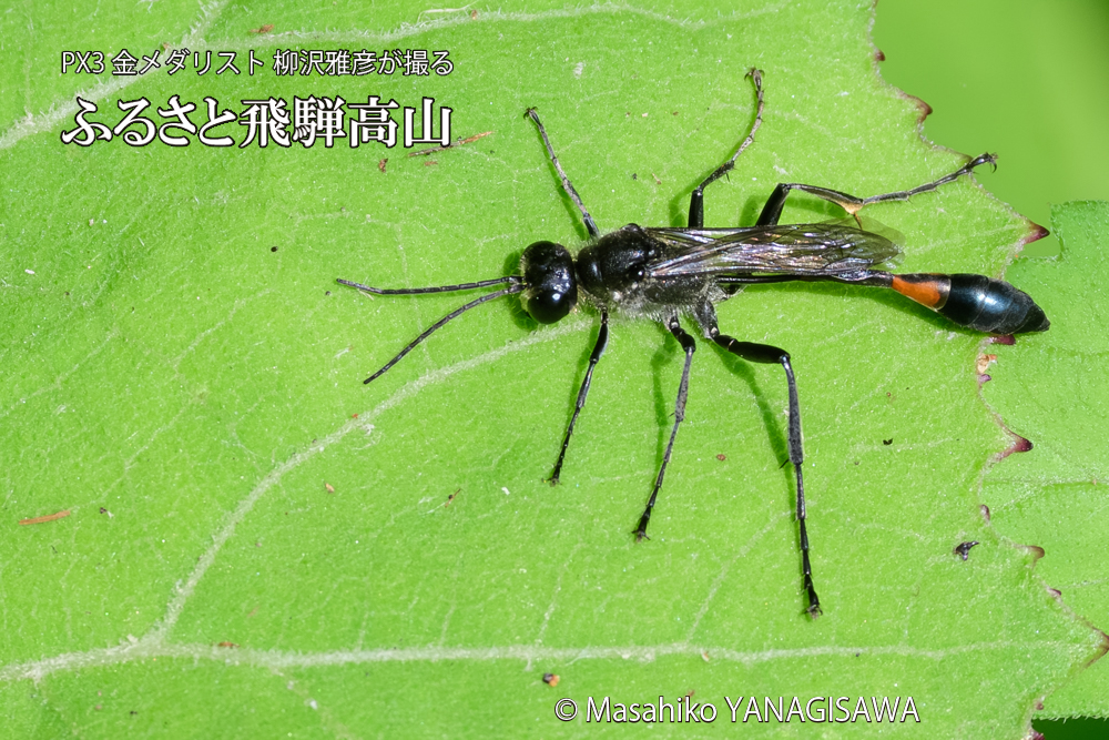 飛騨高山に棲むジガバチの写真です。