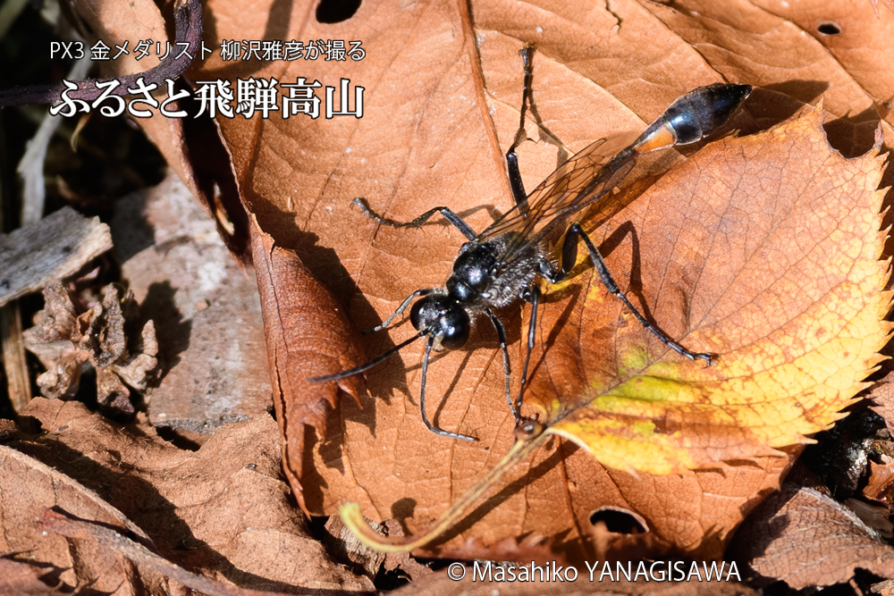 飛騨高山に棲むジガバチの写真です。