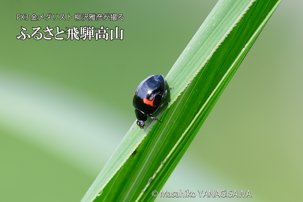 飛騨高山に棲むテントウムシのお見合いの写真です。
