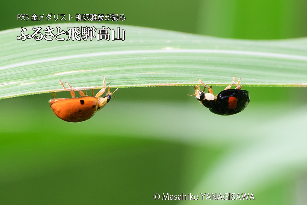 飛騨高山に棲むテントウムシのお見合いの写真です。