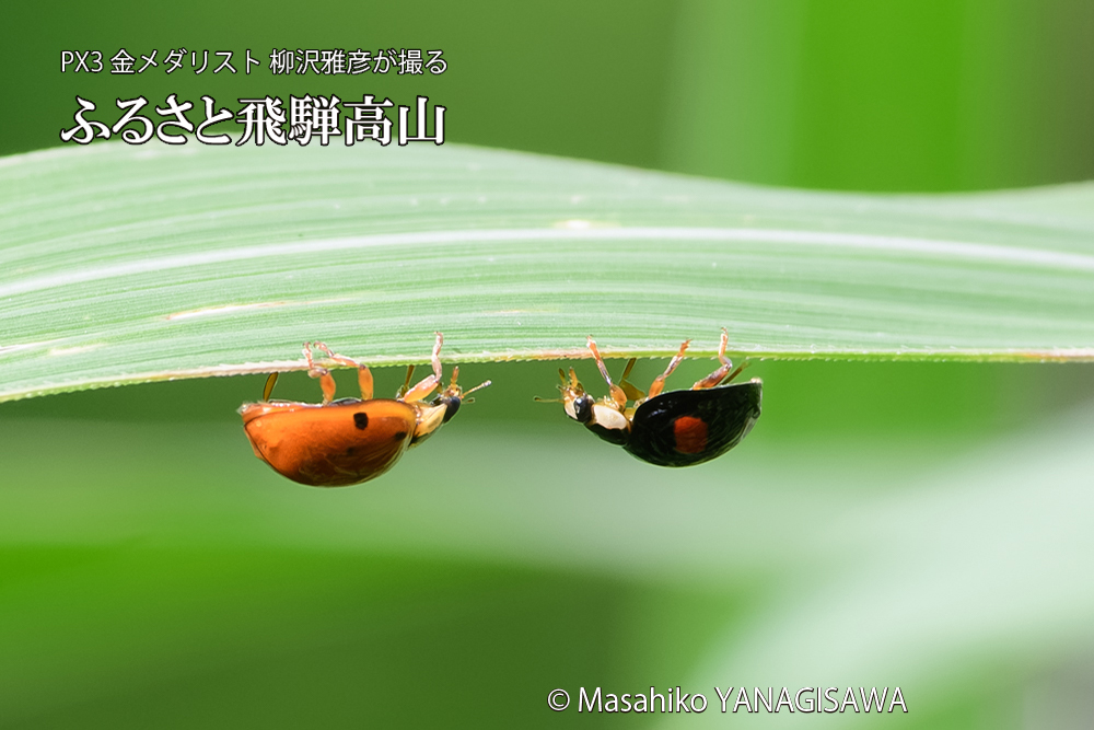 飛騨高山に棲むテントウムシのお見合いの写真です。