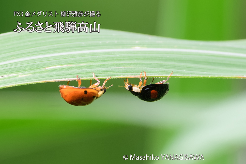 飛騨高山に棲むテントウムシのお見合いの写真です。