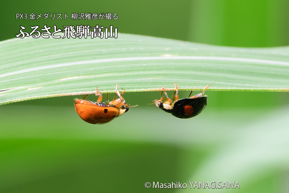 飛騨高山に棲むテントウムシのお見合いの写真です。