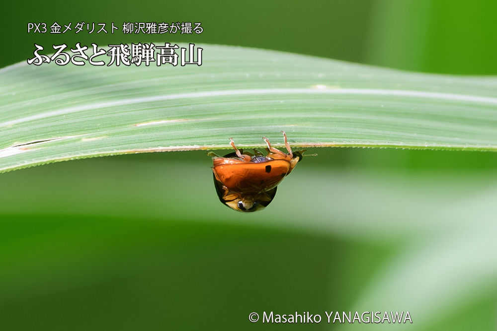 飛騨高山に棲むテントウムシのお見合いの写真です。