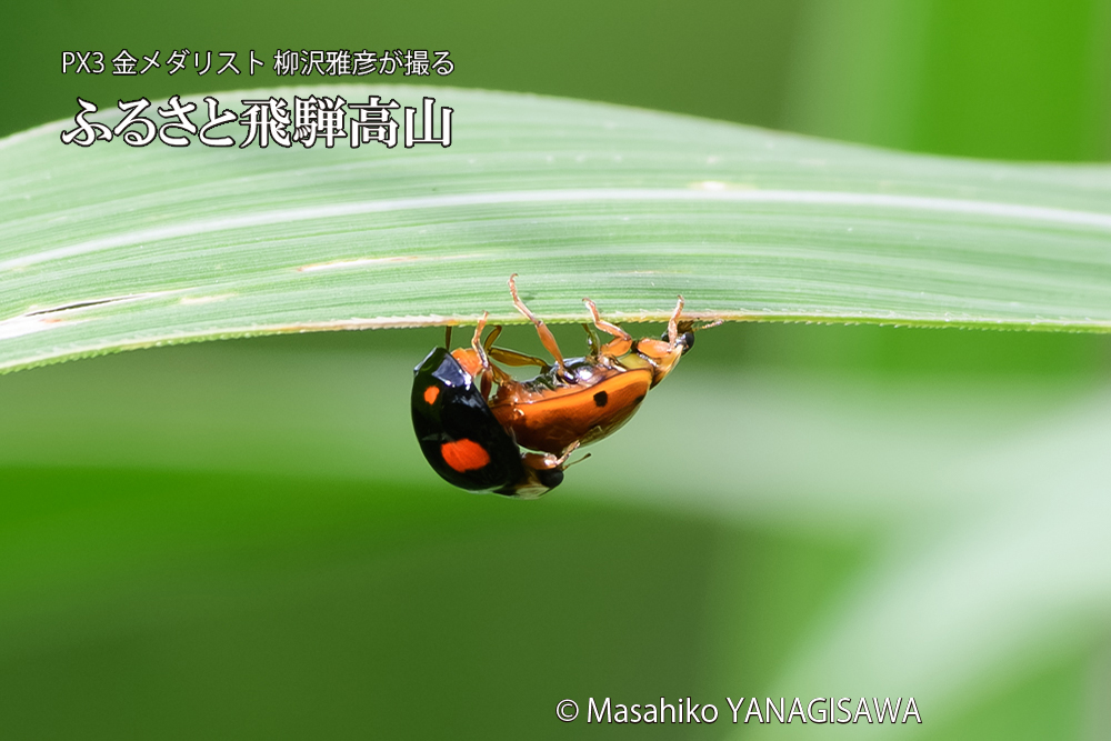 飛騨高山に棲むテントウムシのお見合いの写真です。
