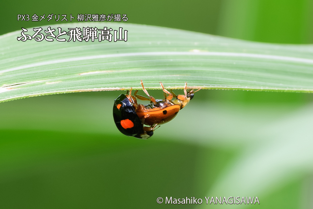 飛騨高山に棲むテントウムシのお見合いの写真です。