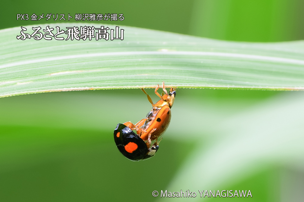 飛騨高山に棲むテントウムシのお見合いの写真です。
