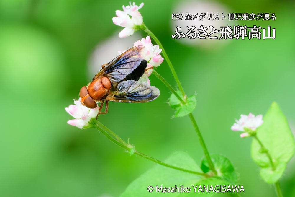 飛騨高山に棲むベッコウハナアブの写真です。