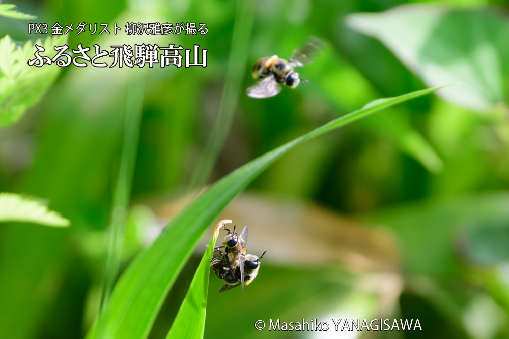 飛騨高山に棲むアリスアブ＝アリノスアブの写真です。
