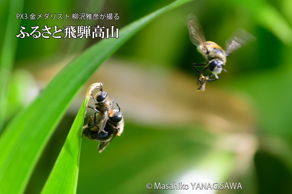 飛騨高山に棲むアリスアブ＝アリノスアブの写真です。