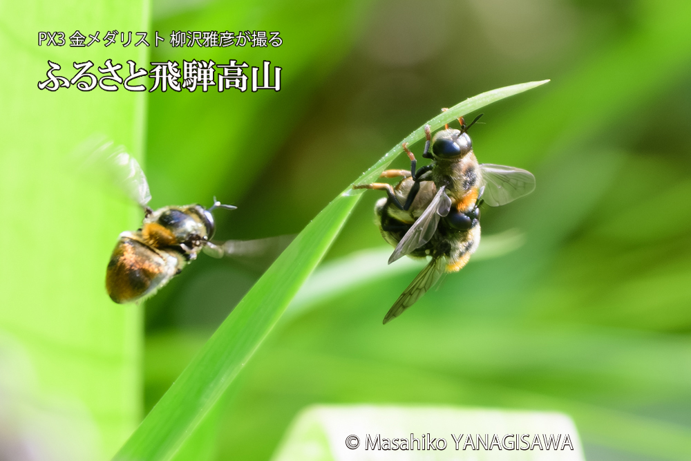 飛騨高山に棲むアリスアブ＝アリノスアブの写真です。