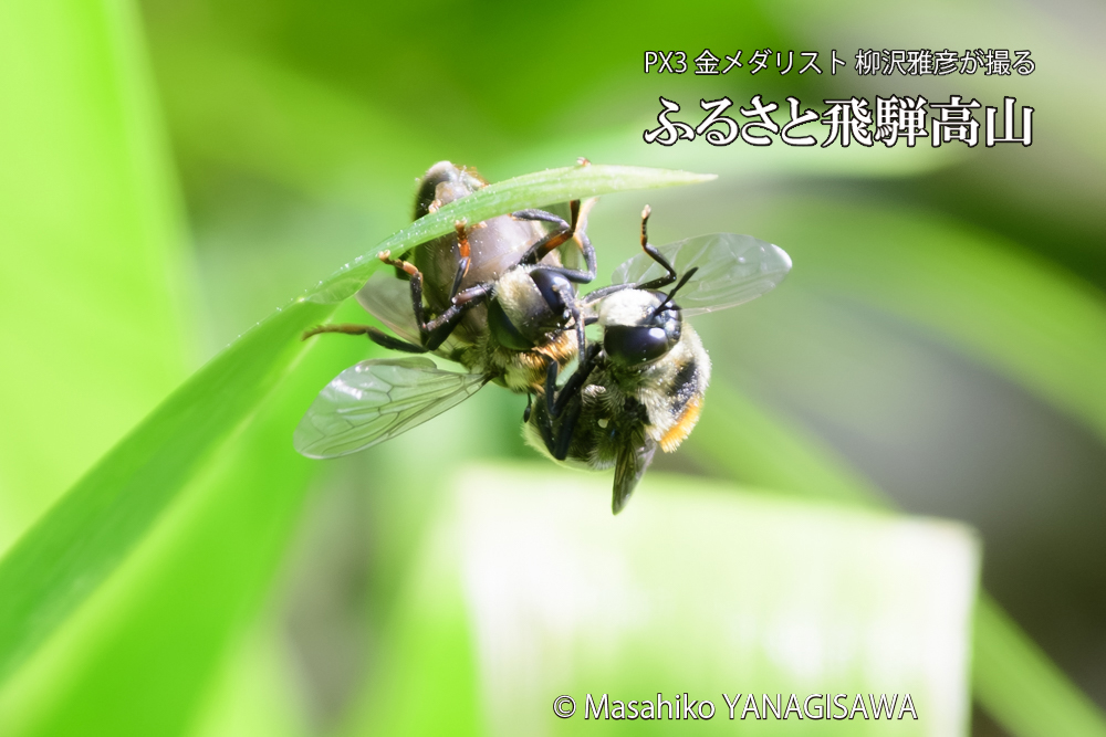 飛騨高山に棲むアリスアブ＝アリノスアブの写真です。