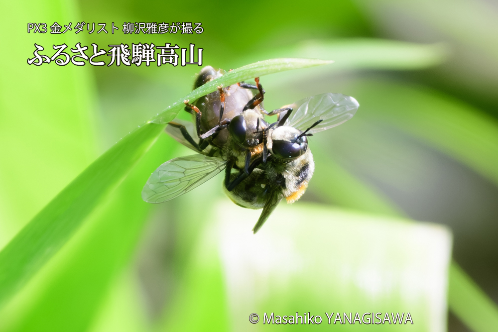 飛騨高山に棲むアリスアブ＝アリノスアブの写真です。
