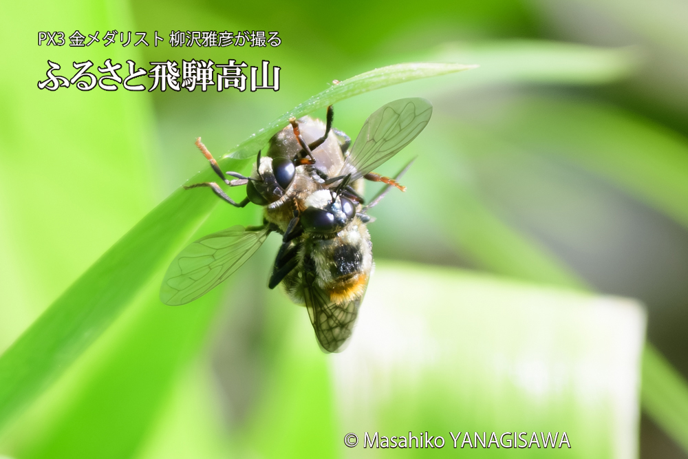 飛騨高山に棲むアリスアブ＝アリノスアブの写真です。