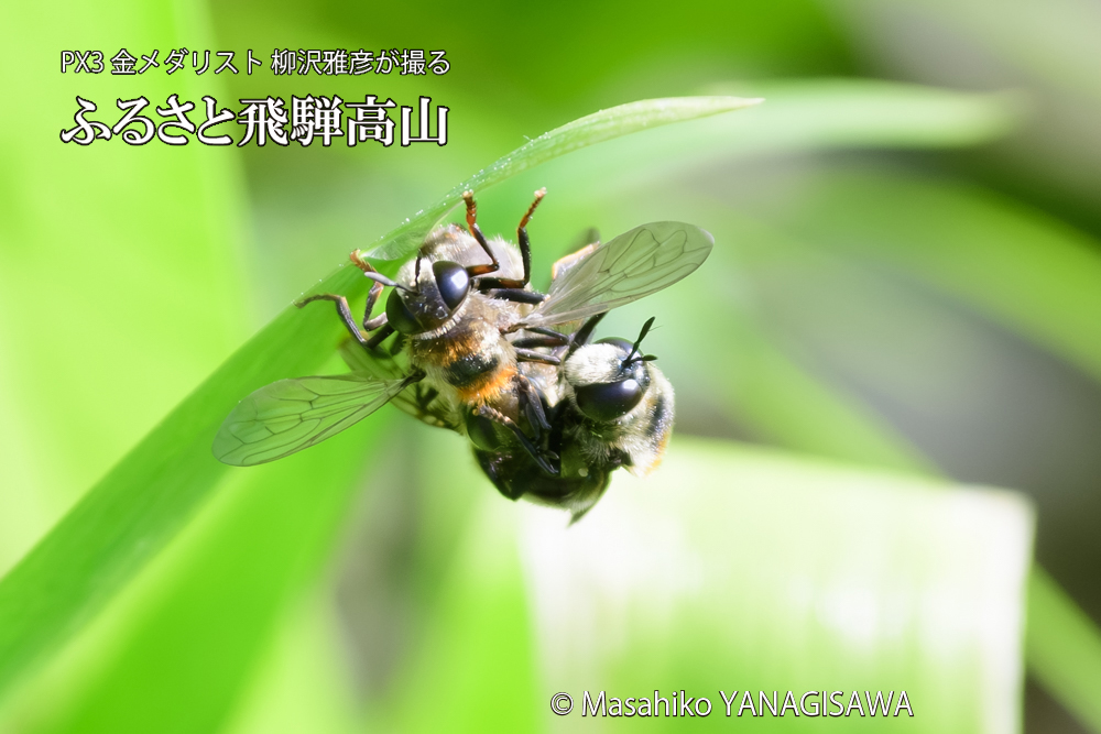 飛騨高山に棲むアリスアブ＝アリノスアブの写真です。