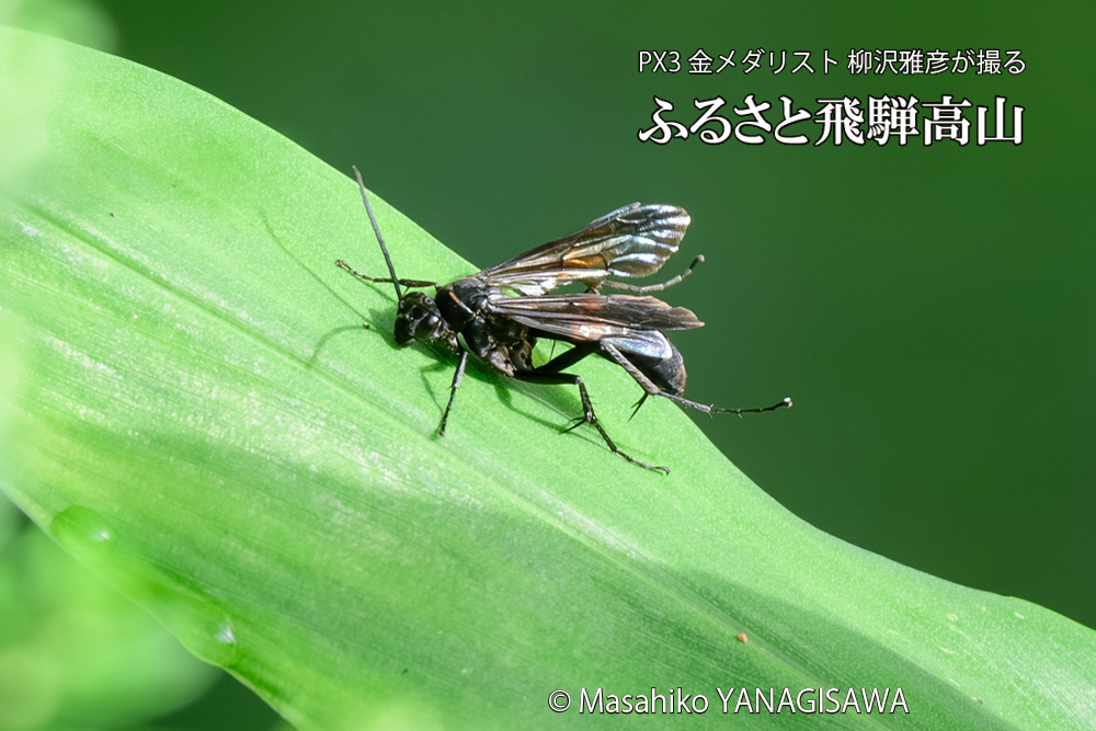 飛騨高山に棲むオオモンクロベッコウの写真です。