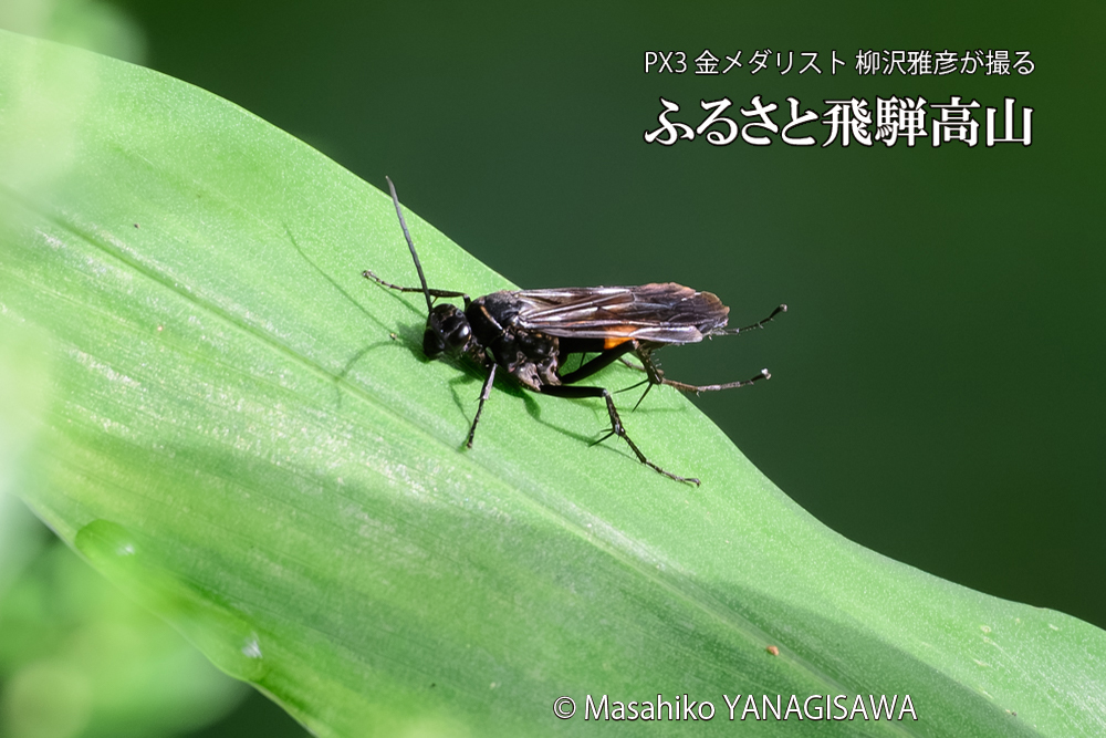 飛騨高山に棲むオオモンクロベッコウの写真です。