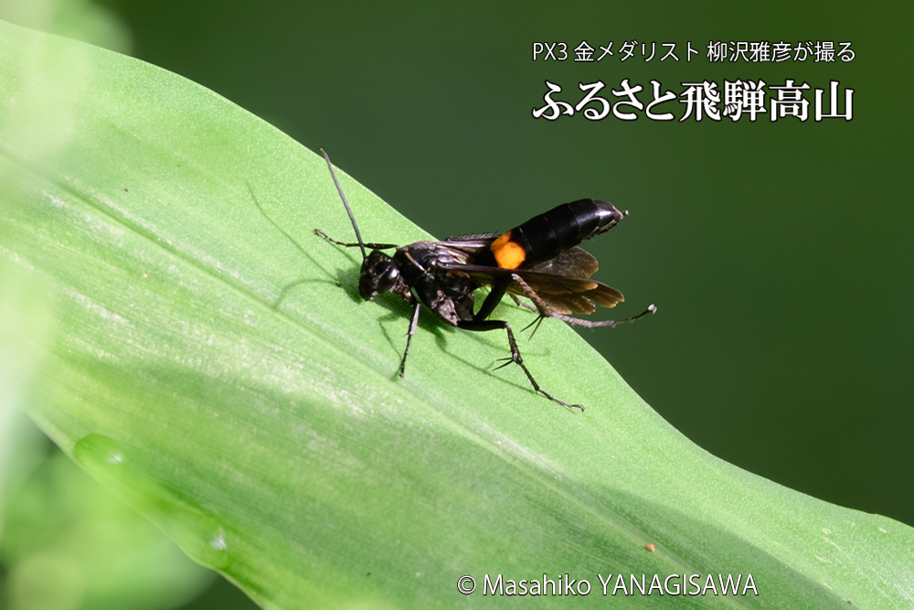 飛騨高山に棲むオオモンクロベッコウの写真です。