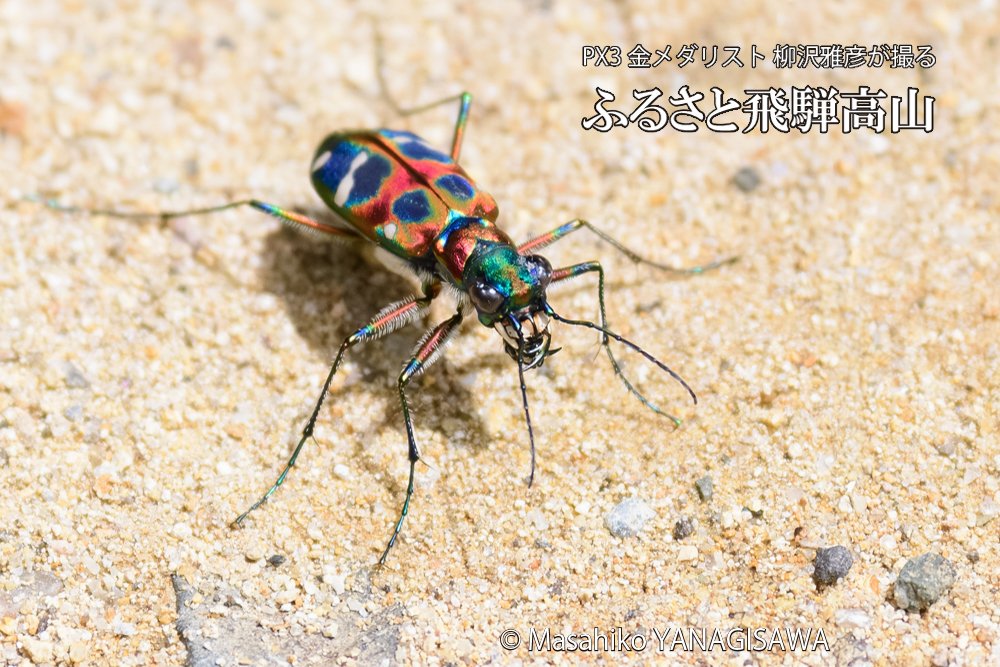 飛騨高山に棲むハンミョウの写真です。