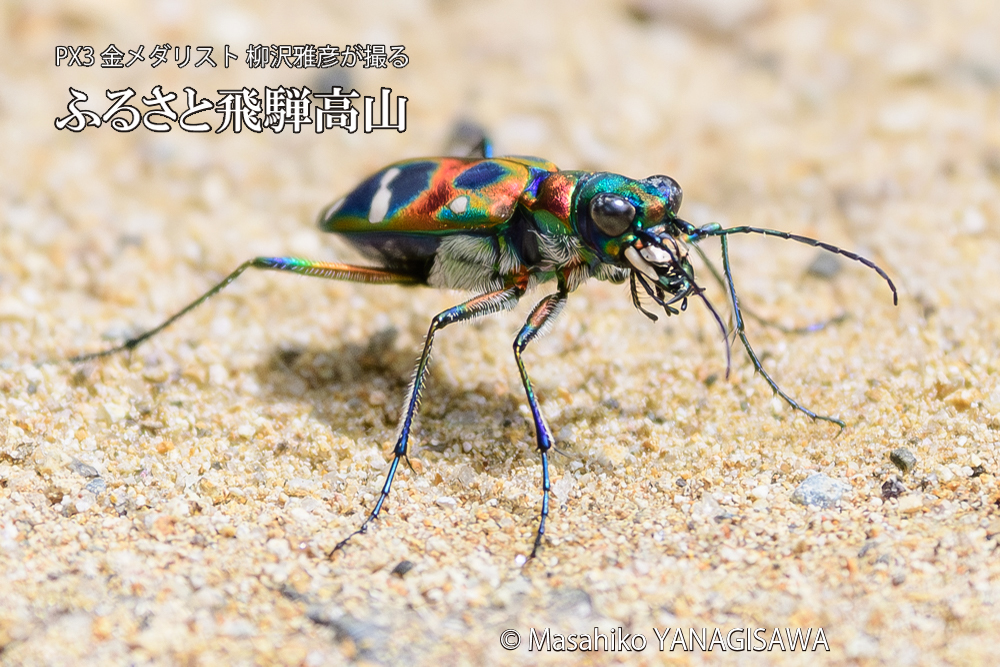 飛騨高山に棲むハンミョウの写真です。