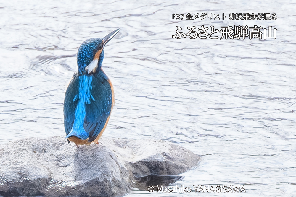 飛騨高山に棲むカワセミの写真です。