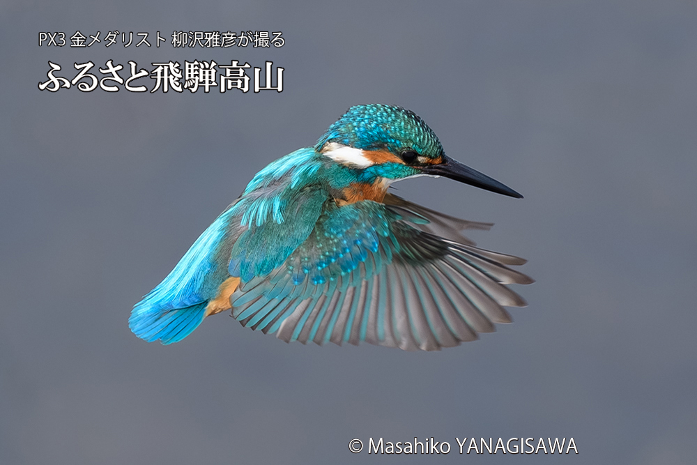 飛騨高山に棲むカワセミの写真です。