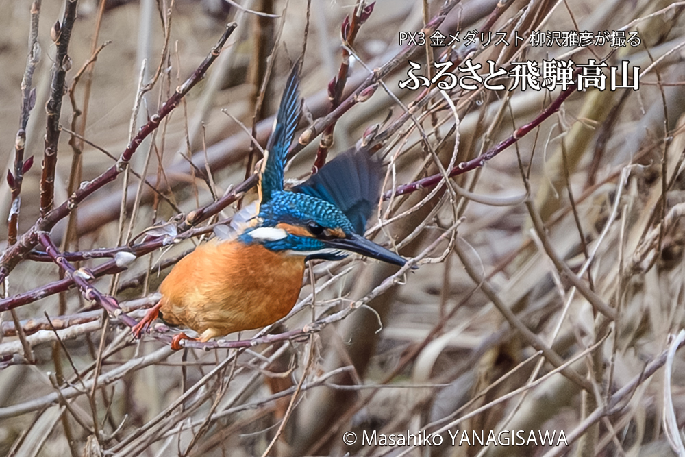 飛騨高山に棲むカワセミの写真です。
