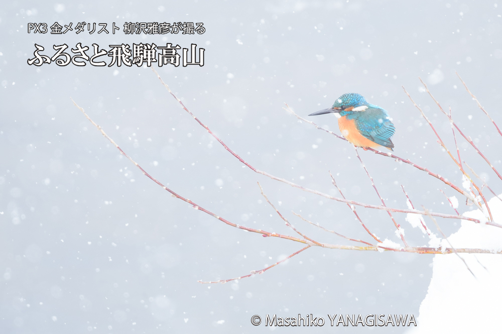 飛騨高山に棲むカワセミの写真です。