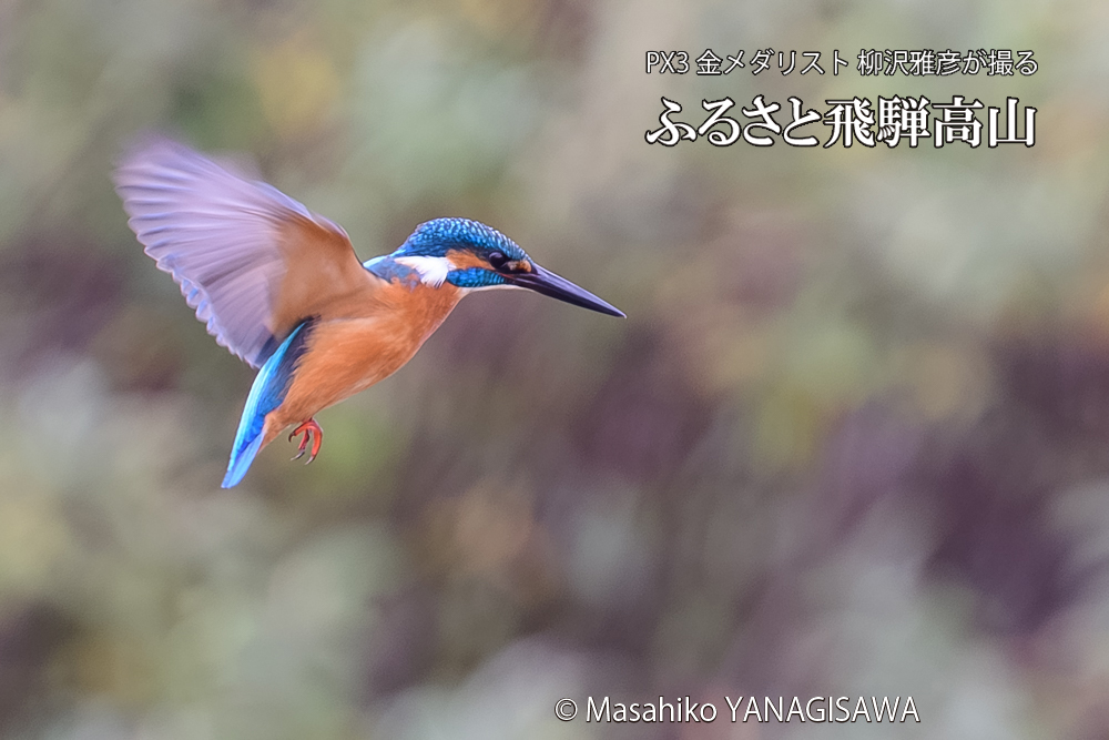 飛騨高山に棲むカワセミの写真です。