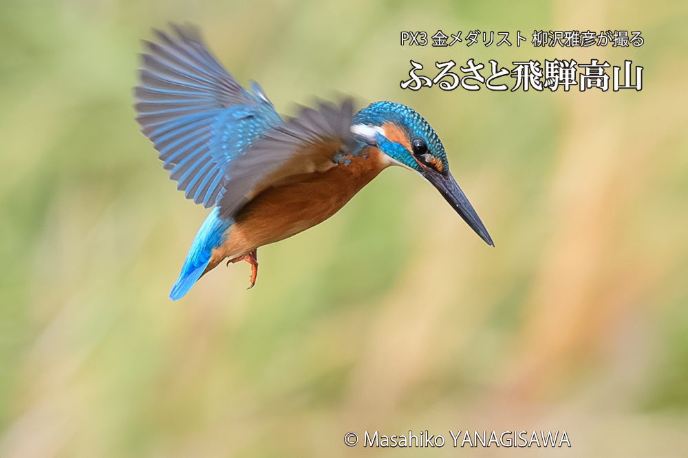 飛騨高山に棲むカワセミの写真です。