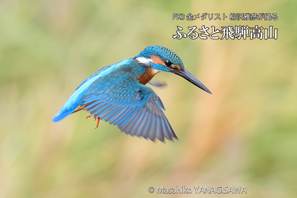 飛騨高山に棲むカワセミの写真です。