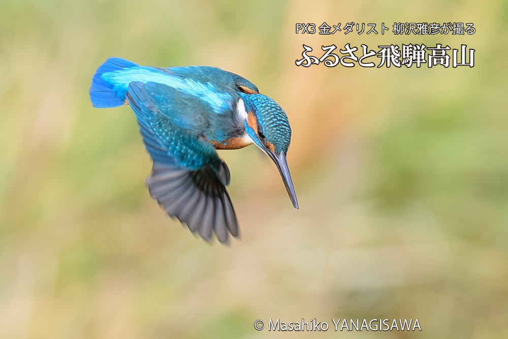 飛騨高山に棲むカワセミの写真です。