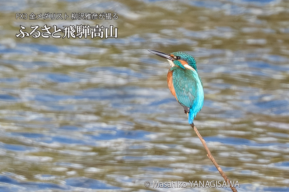 飛騨高山に棲むカワセミの写真です。