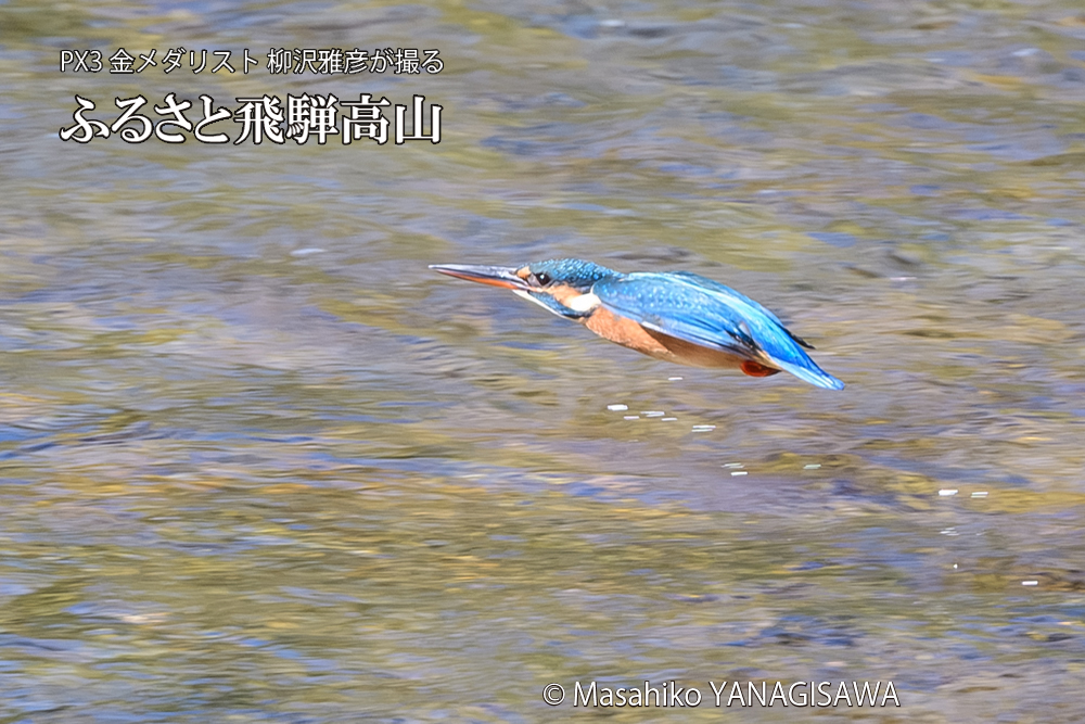 飛騨高山に棲むカワセミの写真です。