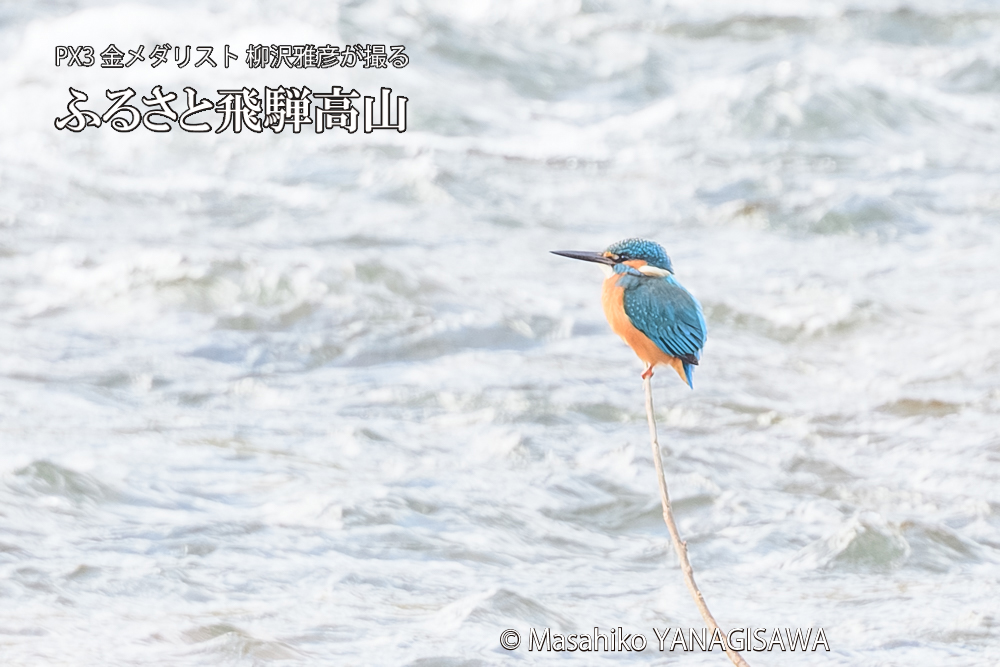 飛騨高山に棲むカワセミの写真です。