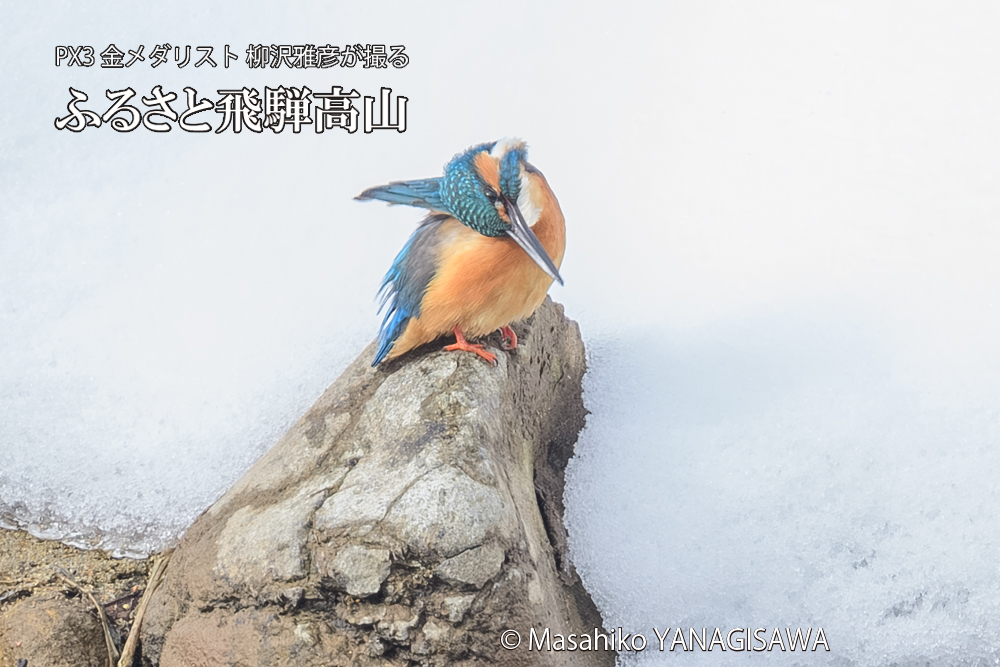 飛騨高山に棲むカワセミの写真です。