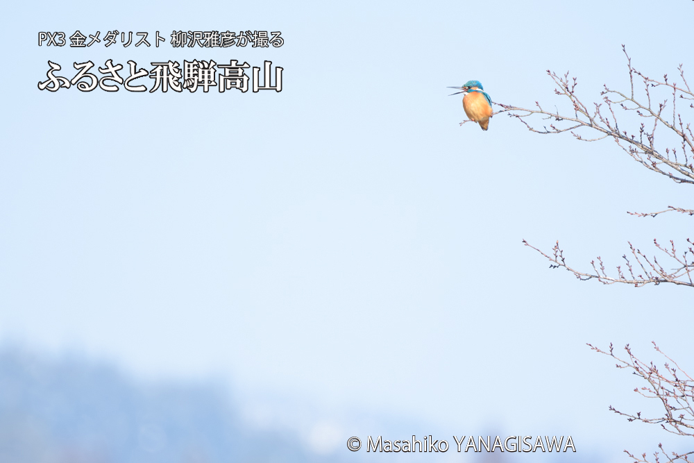 飛騨高山に棲むカワセミの写真です。