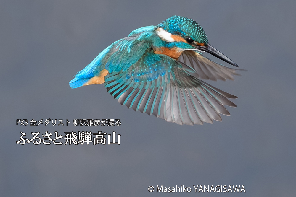 飛騨高山に棲むカワセミの写真です。