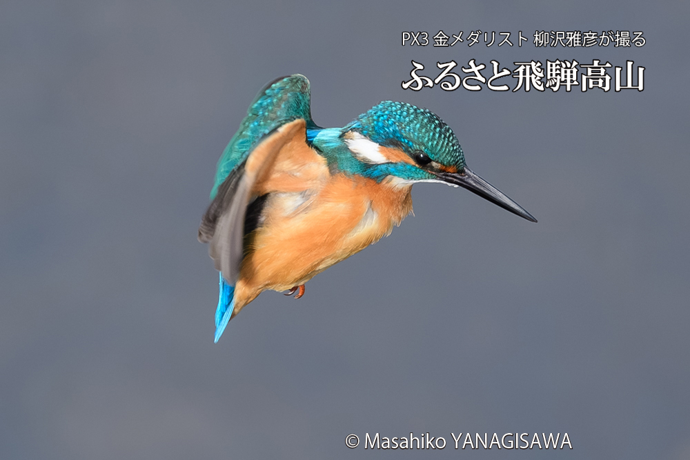 飛騨高山に棲むカワセミの写真です。