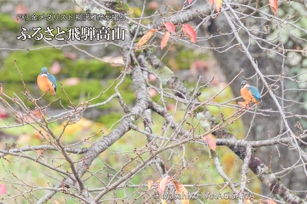 飛騨高山に棲むカワセミの写真です。