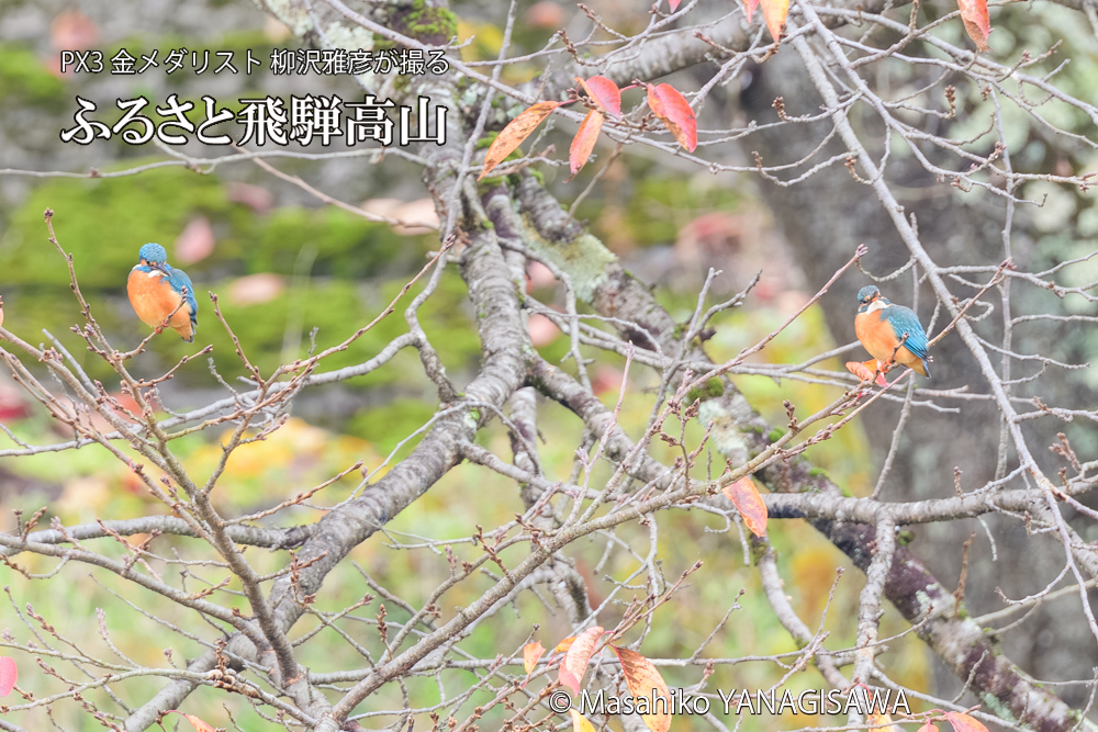 飛騨高山に棲むカワセミの写真です。