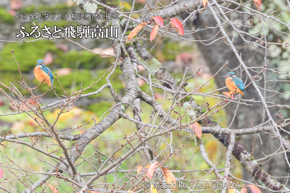 飛騨高山に棲むカワセミの写真です。